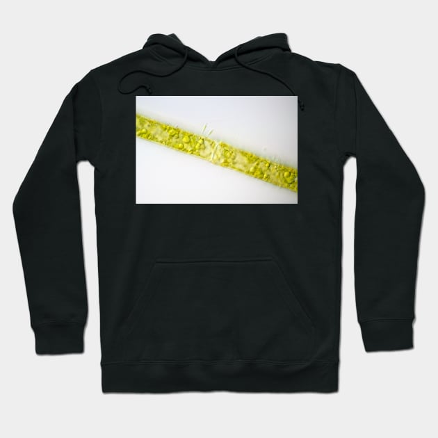 Filamentous alga under the microscope Hoodie by SDym Photography